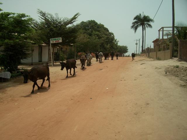 Guinea 2010 284